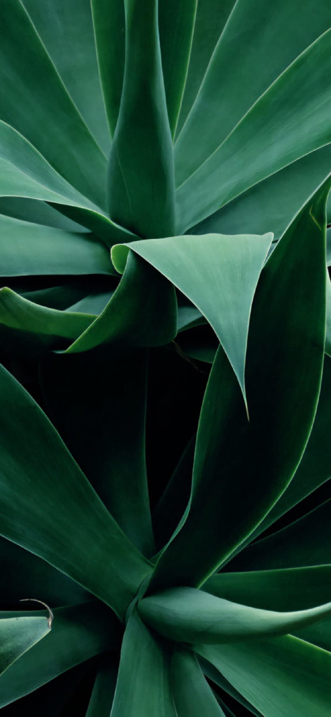 原生态绿色植物高清手机壁纸